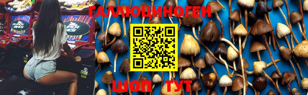 Кинешма  Галлюциногенные грибы Magic Shrooms  даркнет сайт  Вход с VPN  Псилоцибиновые грибы Psilocybe 